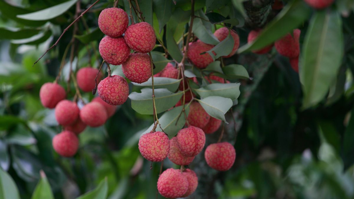 Control hormonal y calidad en poscosecha del lichi con interacción de fitohormonas y desafíos futuros.jpg